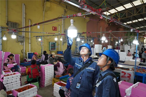 廣西全力確保 南菜園 可靠用電 保障 南菜北運(yùn)